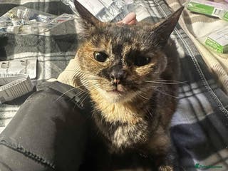 Mixed Breed cats Mars for adoption - Advert 12