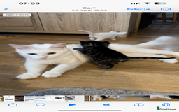 Mixed Breed cats for sale: 2 male , 2 female kittens for sale  - Image 7