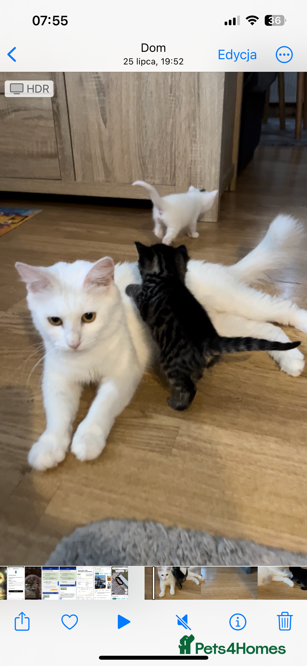 Mixed Breed cats for sale: 2 male , 2 female kittens for sale  - Image 7