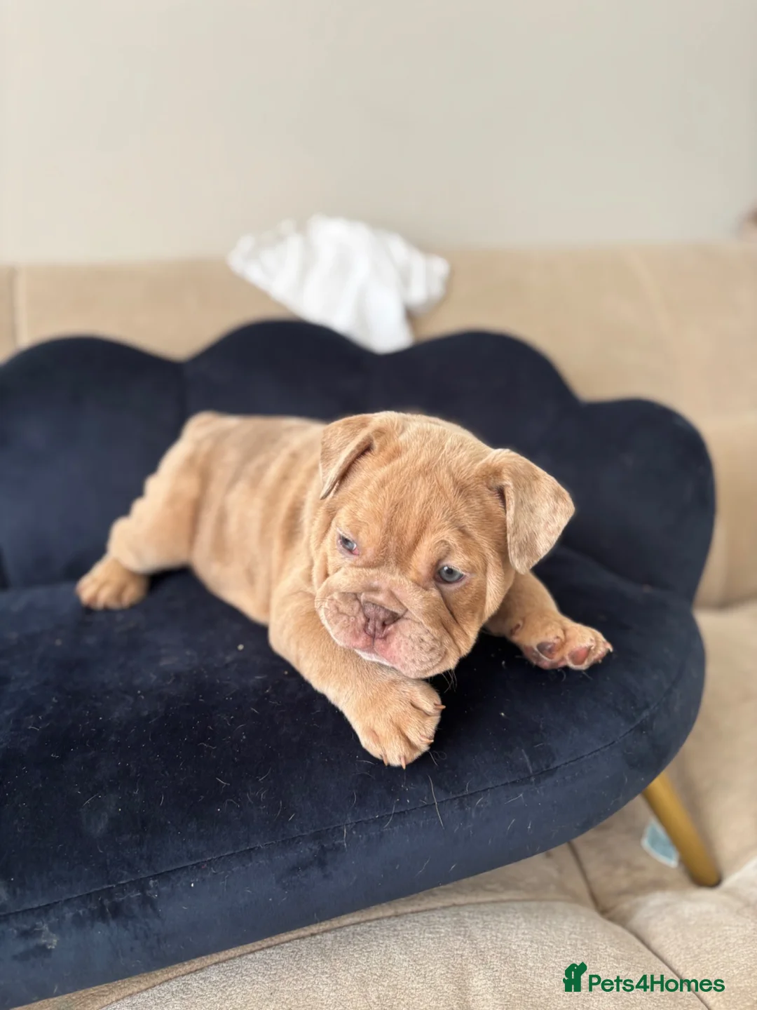 English Bulldog dogs for sale: Gorgeous English Bulldogs  - Advert 19