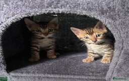 Bengal cats for sale: Health Tested TICA 🩷Bengal female kittens  - Image 10