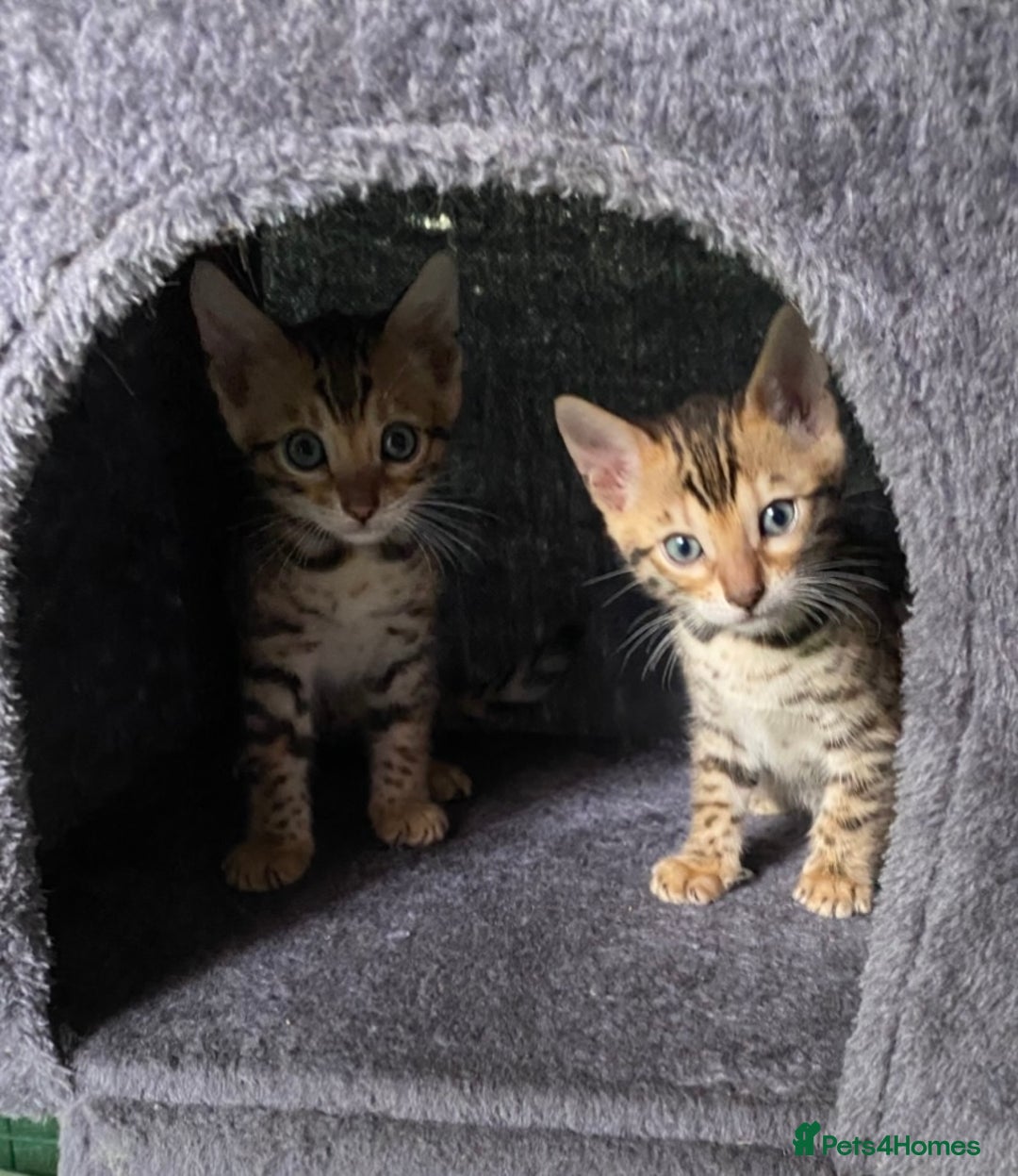 Bengal cats for sale: Health Tested TICA 🩷Bengal female kittens  - Image 10