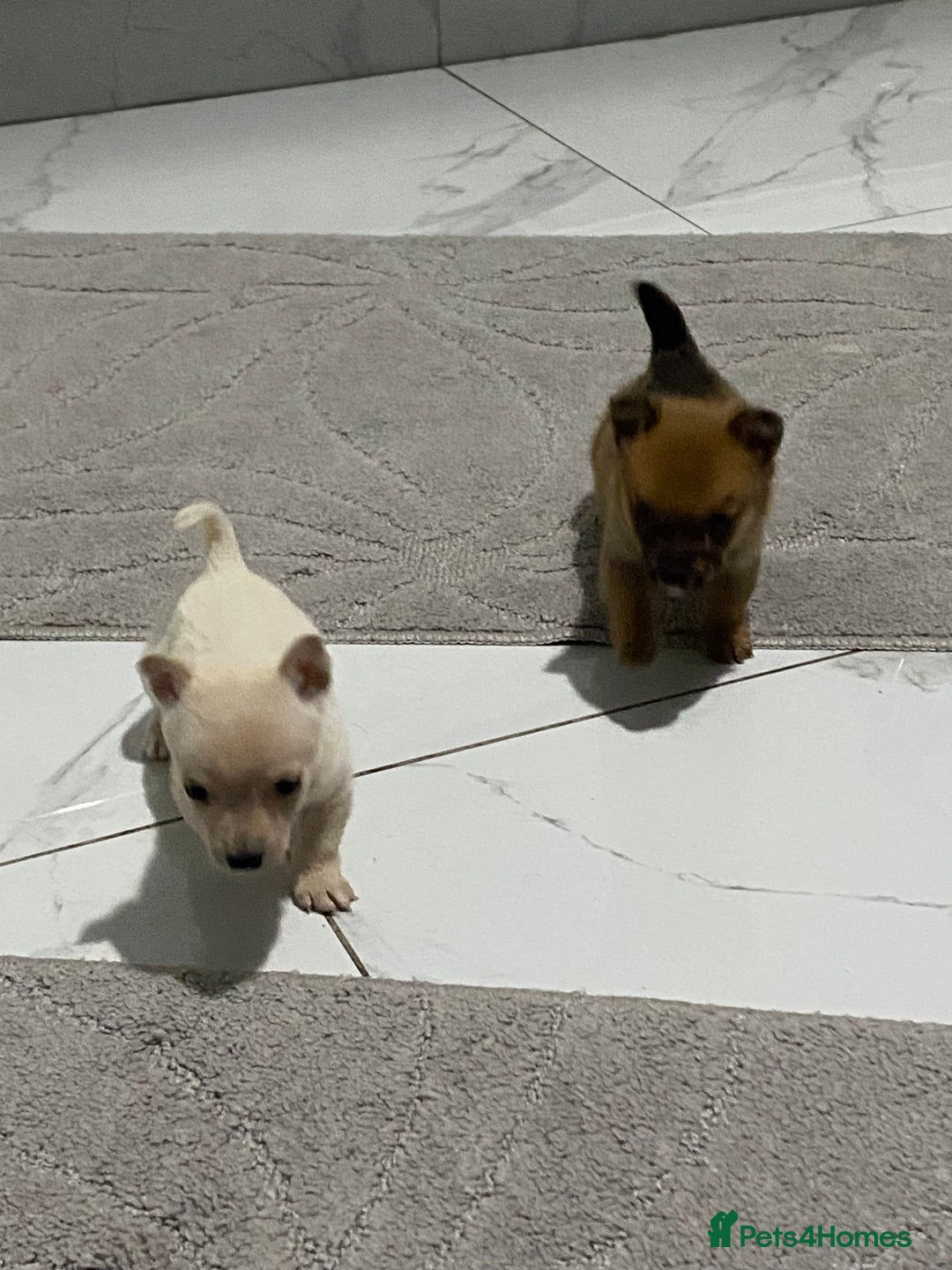 Chihuahua dogs for sale: 3 beautiful chihuahua puppies  - Advert 3