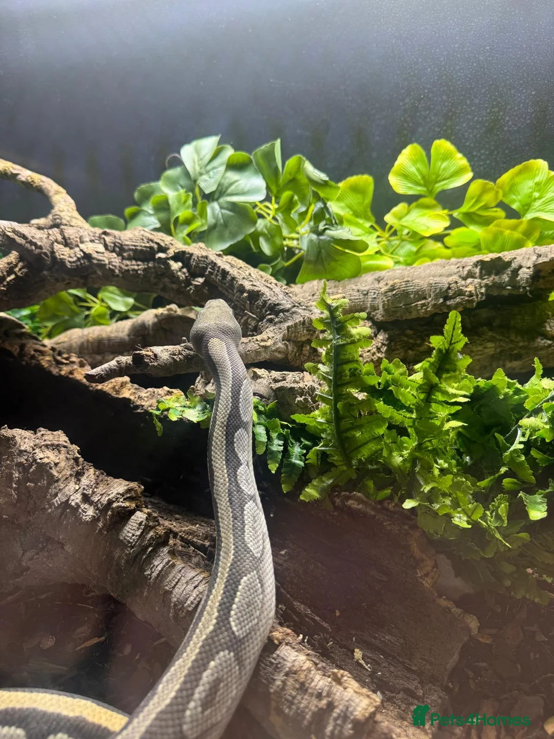 Python Snake reptiles for sale: Adult Female Mojave Hypo - Advert 7