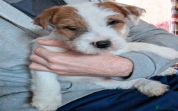 Jack Russell dogs for sale: KC Registered Jack Russell Terrier Male - Image 2