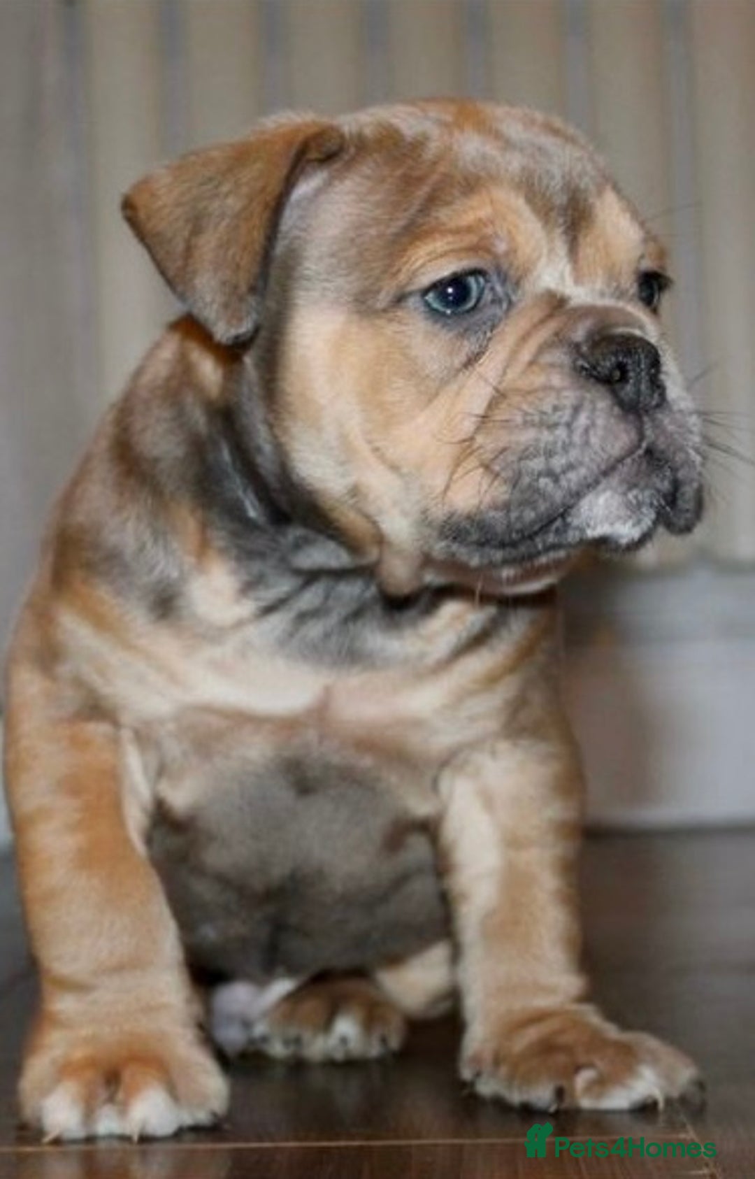 Olde English Bulldogge dogs for sale: Stunning Olde English Bulldog puppies - Advert 13