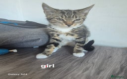 Mixed Breed cats for sale: Kittens ready now  - Image 6