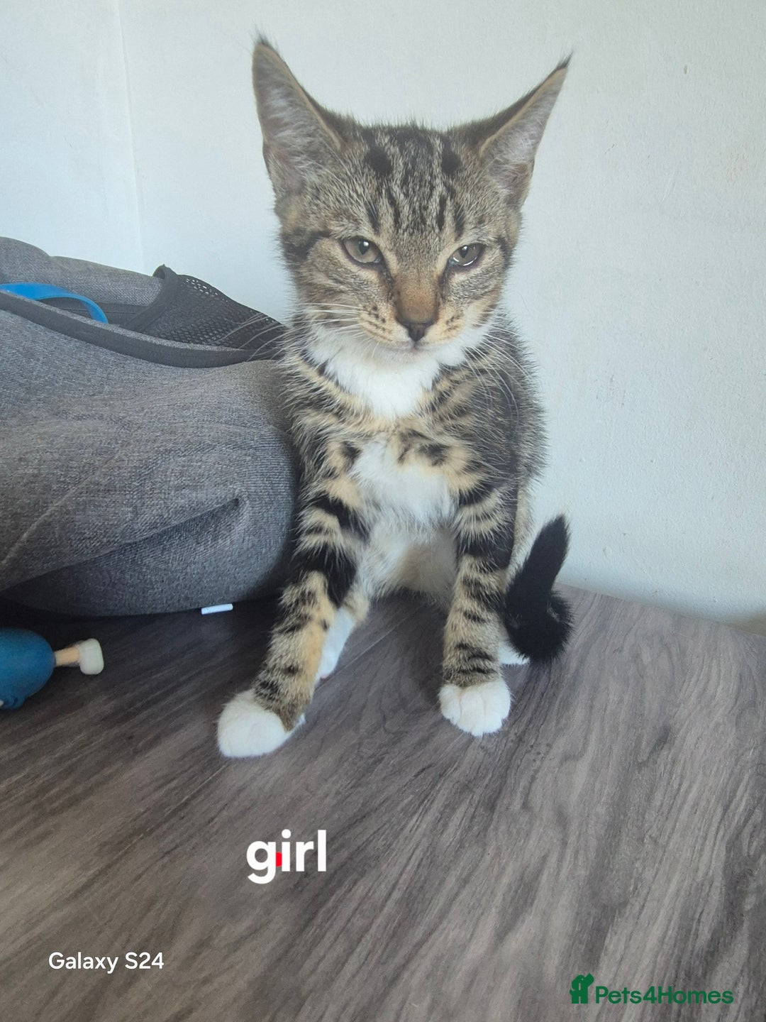 Mixed Breed cats for sale: Kittens ready now  - Image 6
