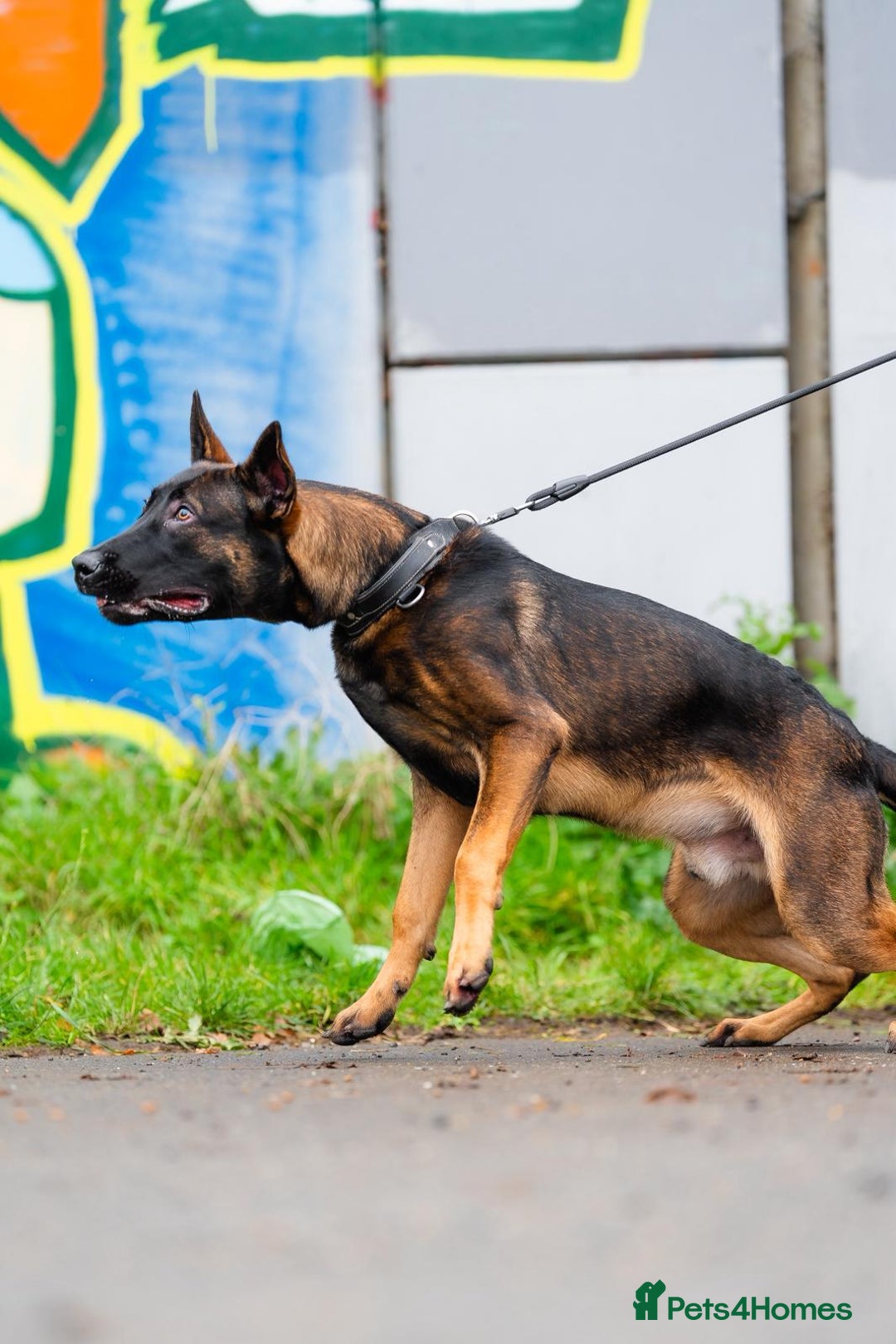 Belgian Shepherd Dog dogs for sale: Herder Bones 🦴 - Advert 11