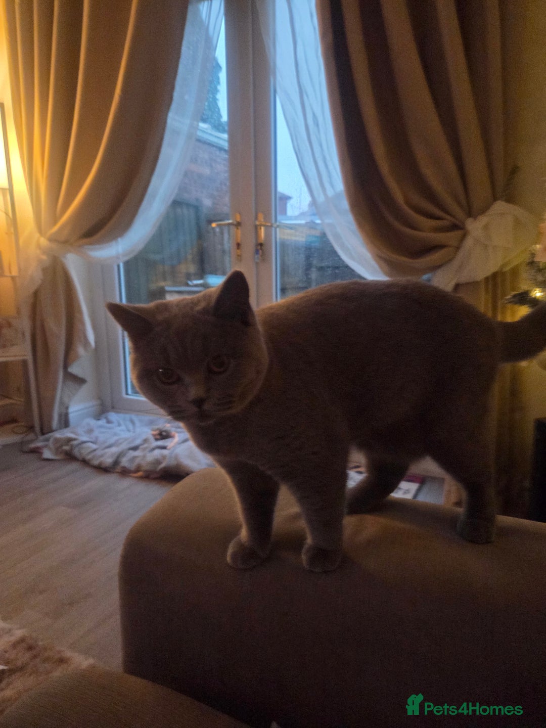British Shorthair cats for sale: Blue british short hair  - Advert 4