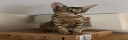 Savannah cats for sale: Savannah x Dorset lad kitten for sale - Advert 10
