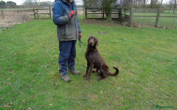 Labrador Retriever dogs - Advert 15