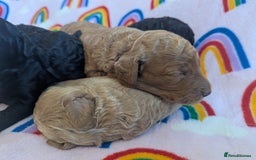 Miniature Poodle dogs for sale: Stunning Red & Phantom Miniature/Moyen Poodles - Image 15