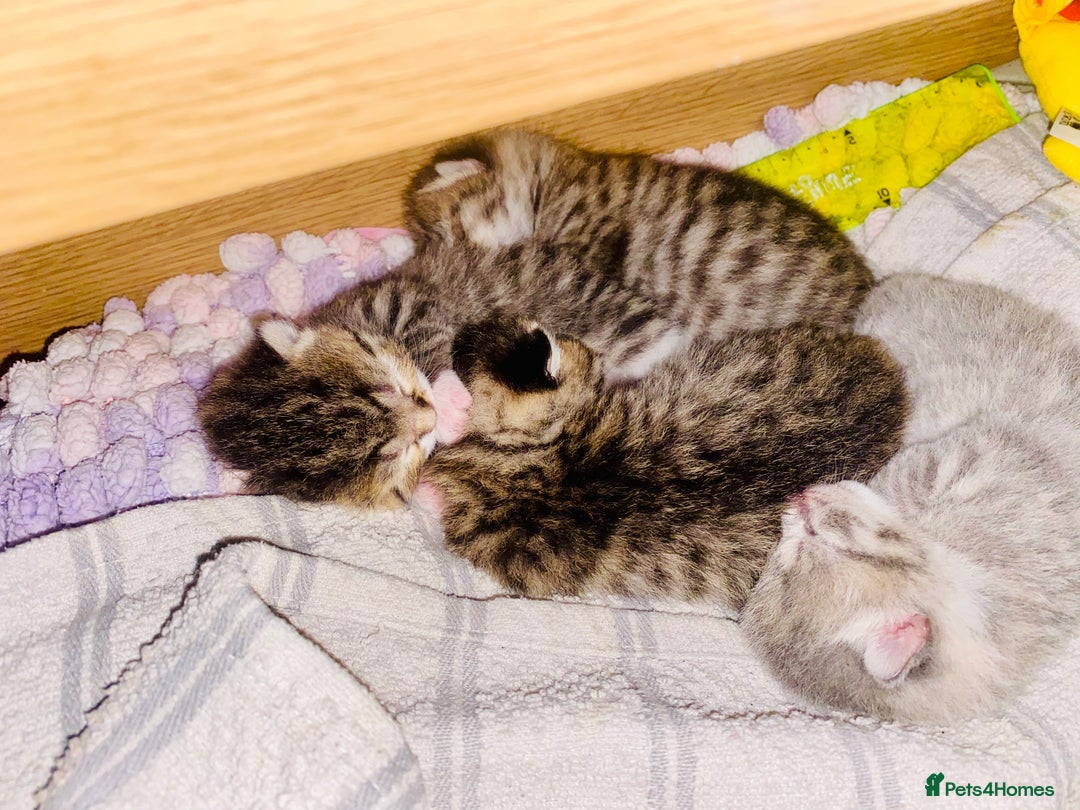 British Shorthair cats for sale: 4 beautiful kittens - Image 2