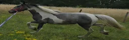 Other Breed horses for sale: Stunning blue and white filly  - Advert 3