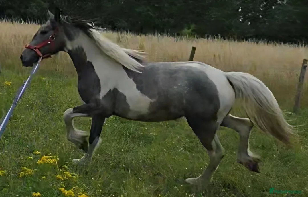 Other Breed horses for sale: Stunning blue and white filly  - Advert 3