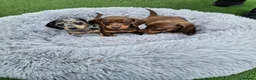 Miniature Dachshund dogs for sale: Miniature dachshund puppies last 2 boys  - Advert 2
