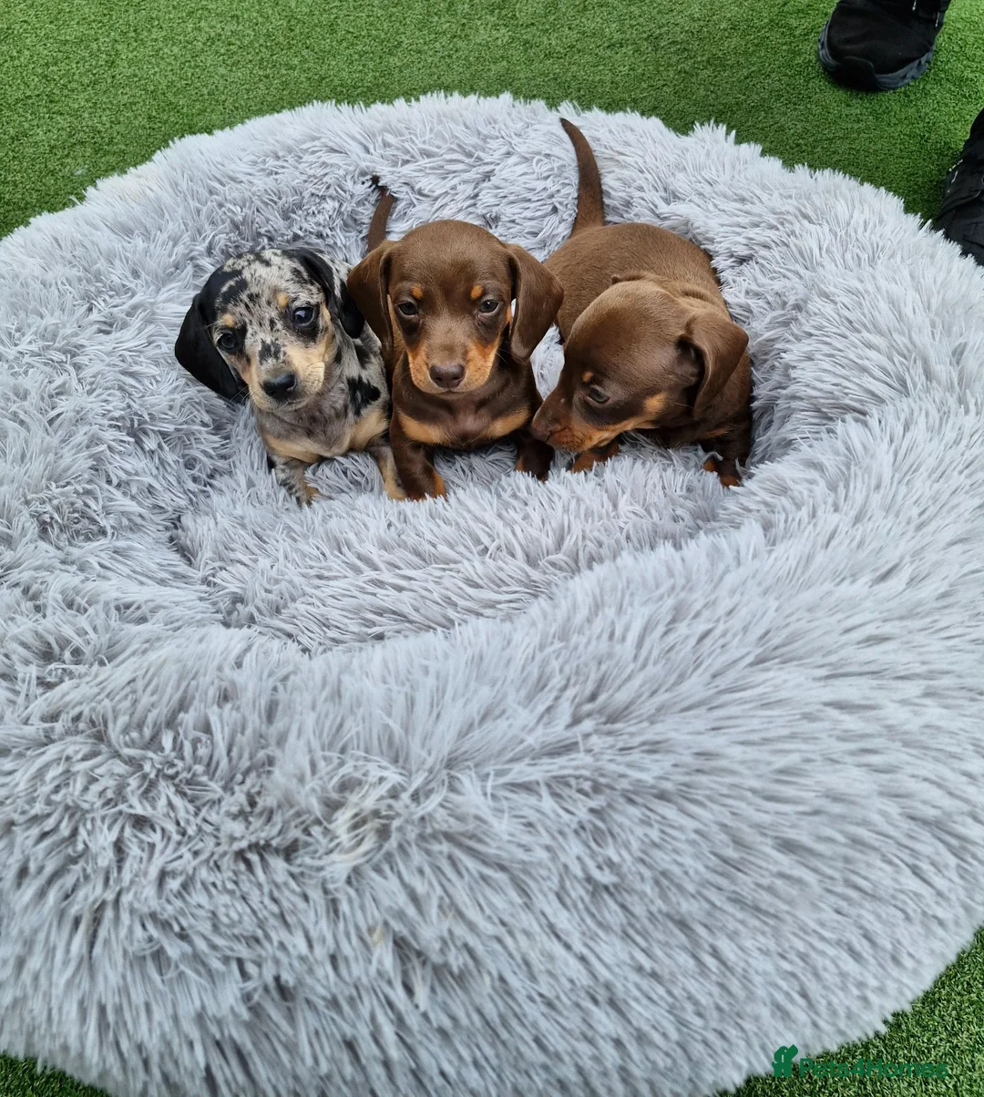 Miniature Dachshund dogs for sale: Miniature dachshund puppies last 2 boys  - Advert 2