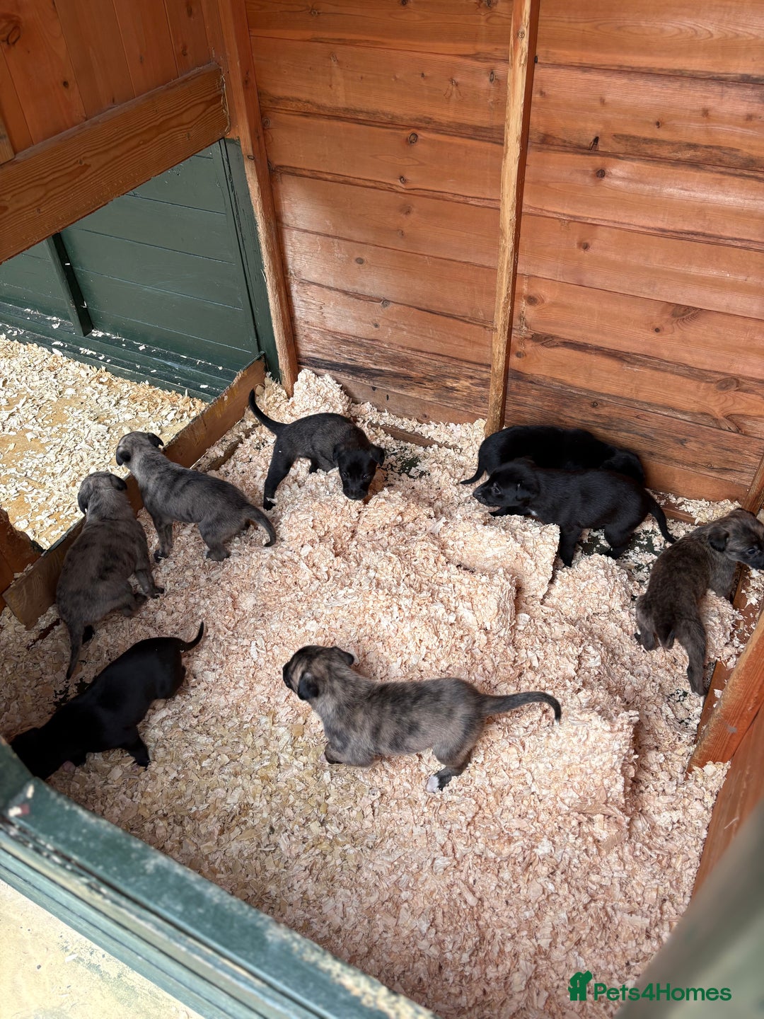 Lurcher dogs for sale: Lurcher Pups - 4 x boys - Advert 12