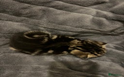 British Shorthair cats for sale: 4 Beautiful British Shorthair cross Kittens  - Image 18