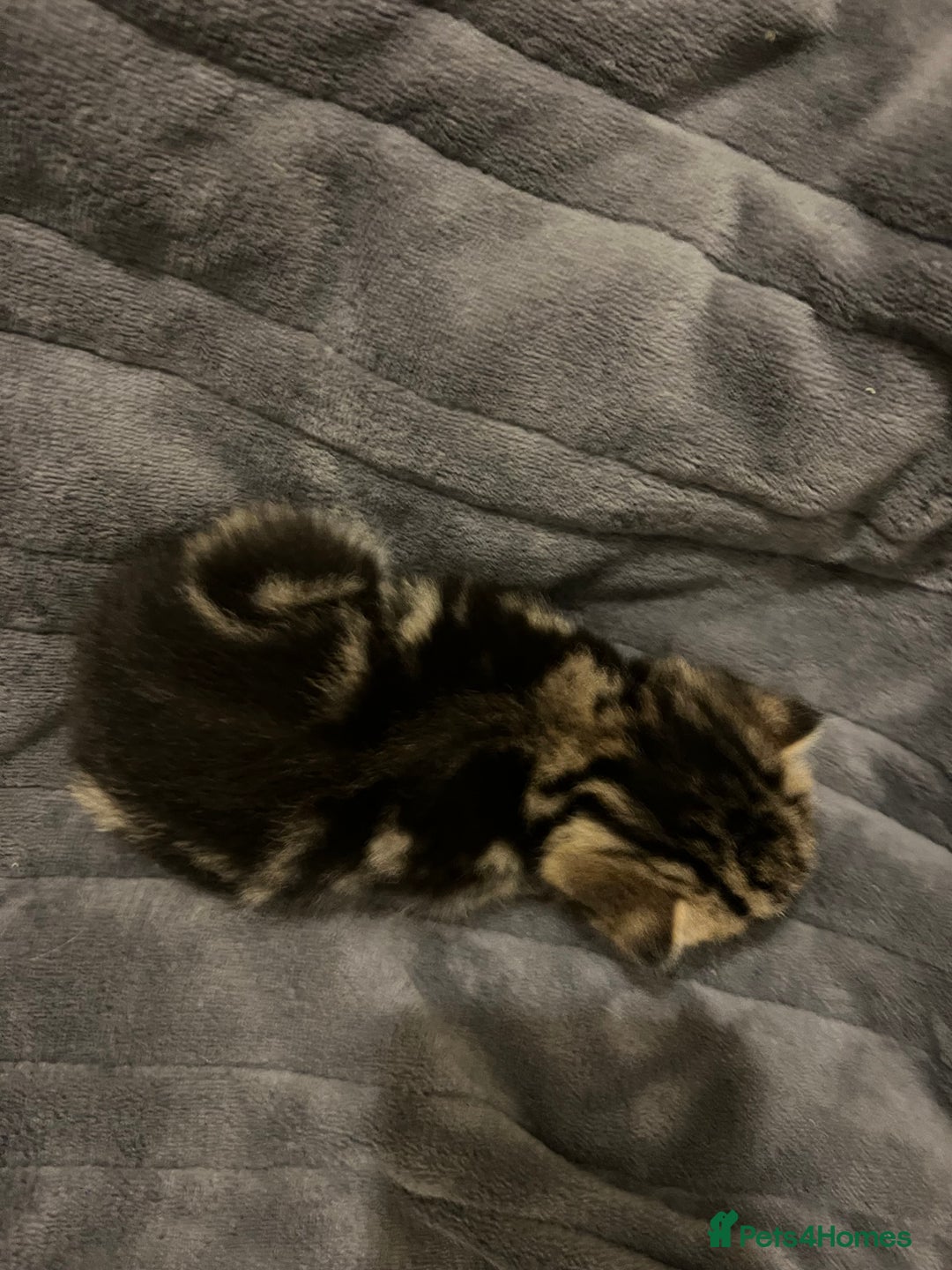 British Shorthair cats for sale: 4 Beautiful British Shorthair cross Kittens  - Image 18