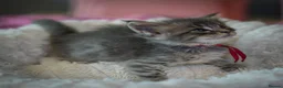Maine Coon cats for sale: Gorgeous full breed Mainecoon kittens ready July  - Advert 7