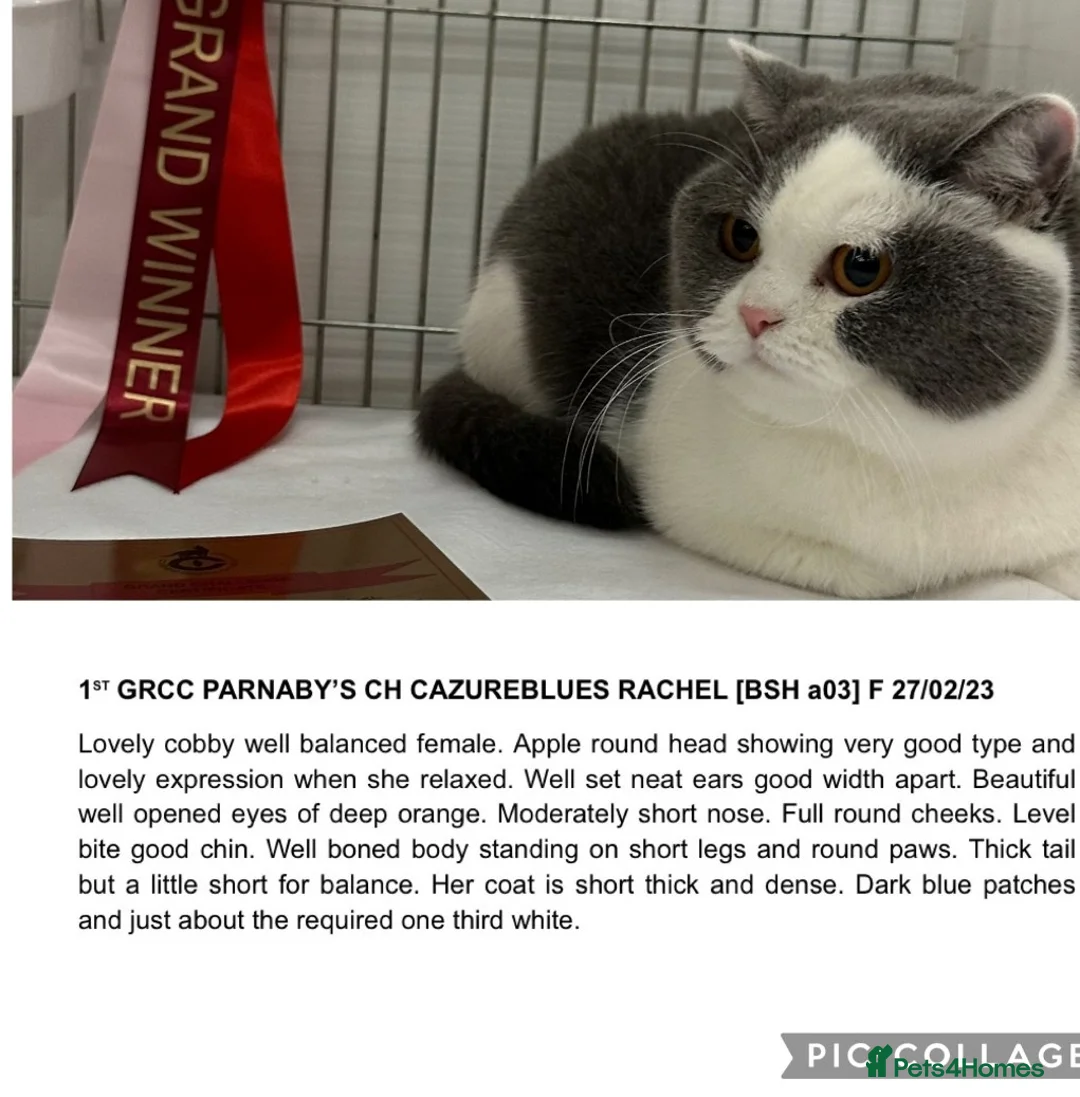 British Shorthair cats for stud: GCCF TICA STUDS  in Manchester - Advert 28