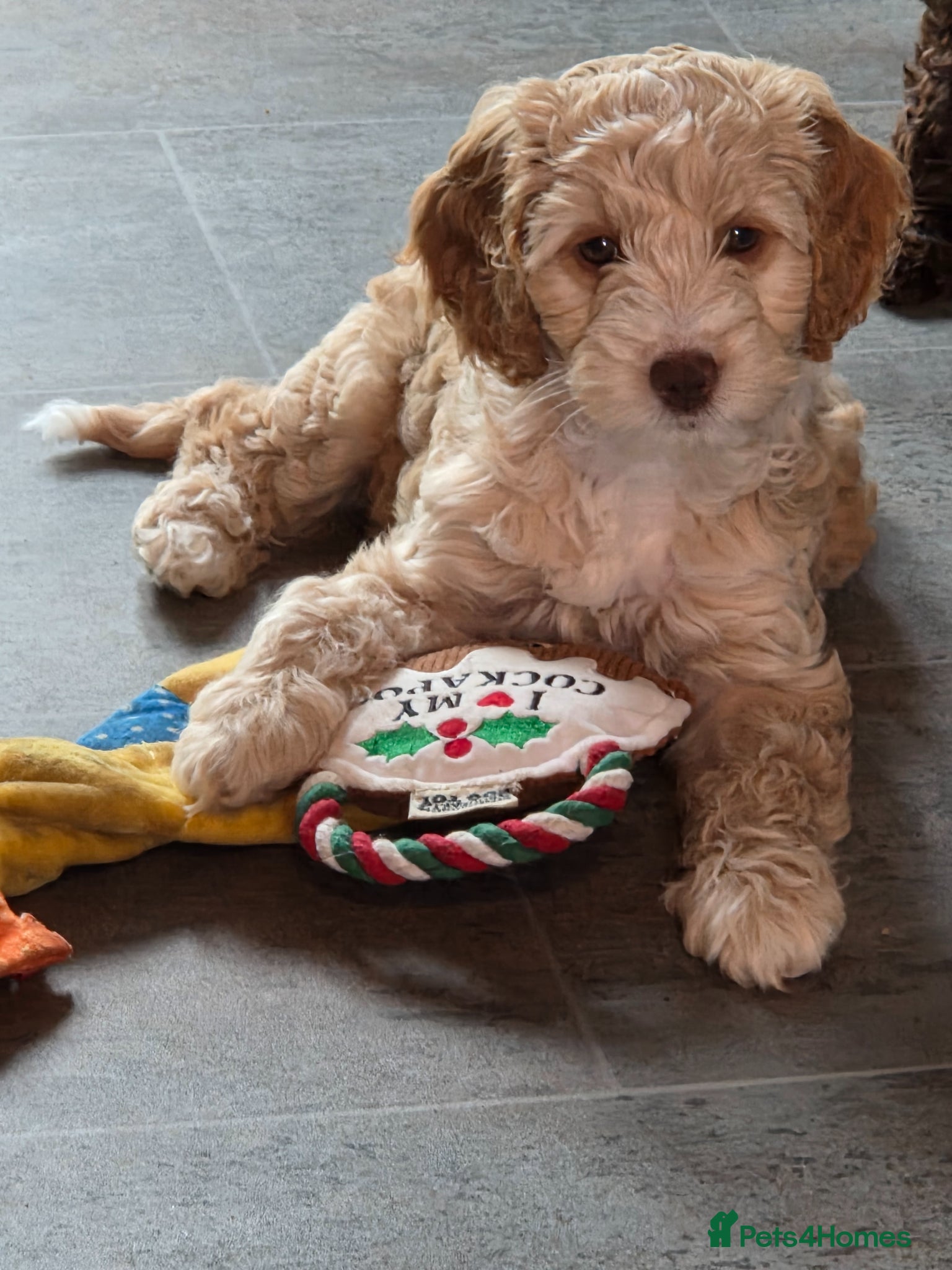 Cockapoo dogs Cockerpoo - Advert 13