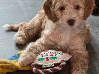 Cockapoo dogs Cockerpoo - Advert 13