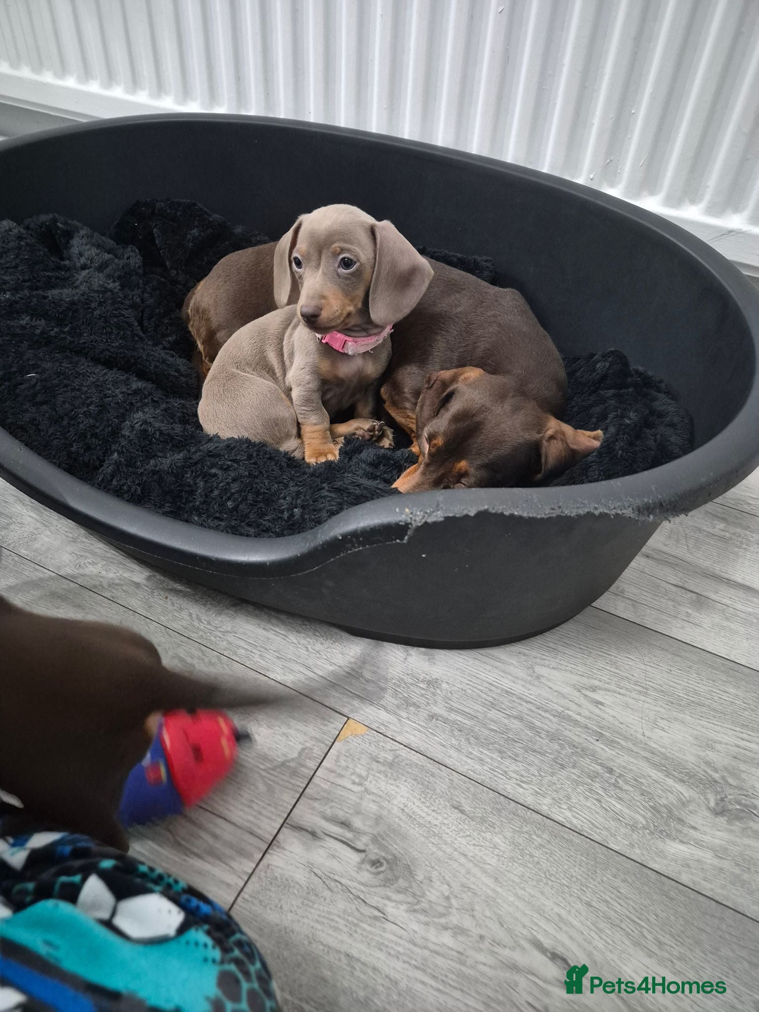 Miniature Dachshund dogs *2 girls left* Miniature Dachshund 🐾 - Advert 18