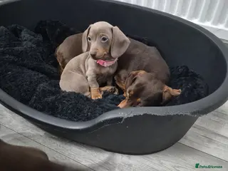 Miniature Dachshund dogs *2 girls left* Miniature Dachshund 🐾 - Advert 18