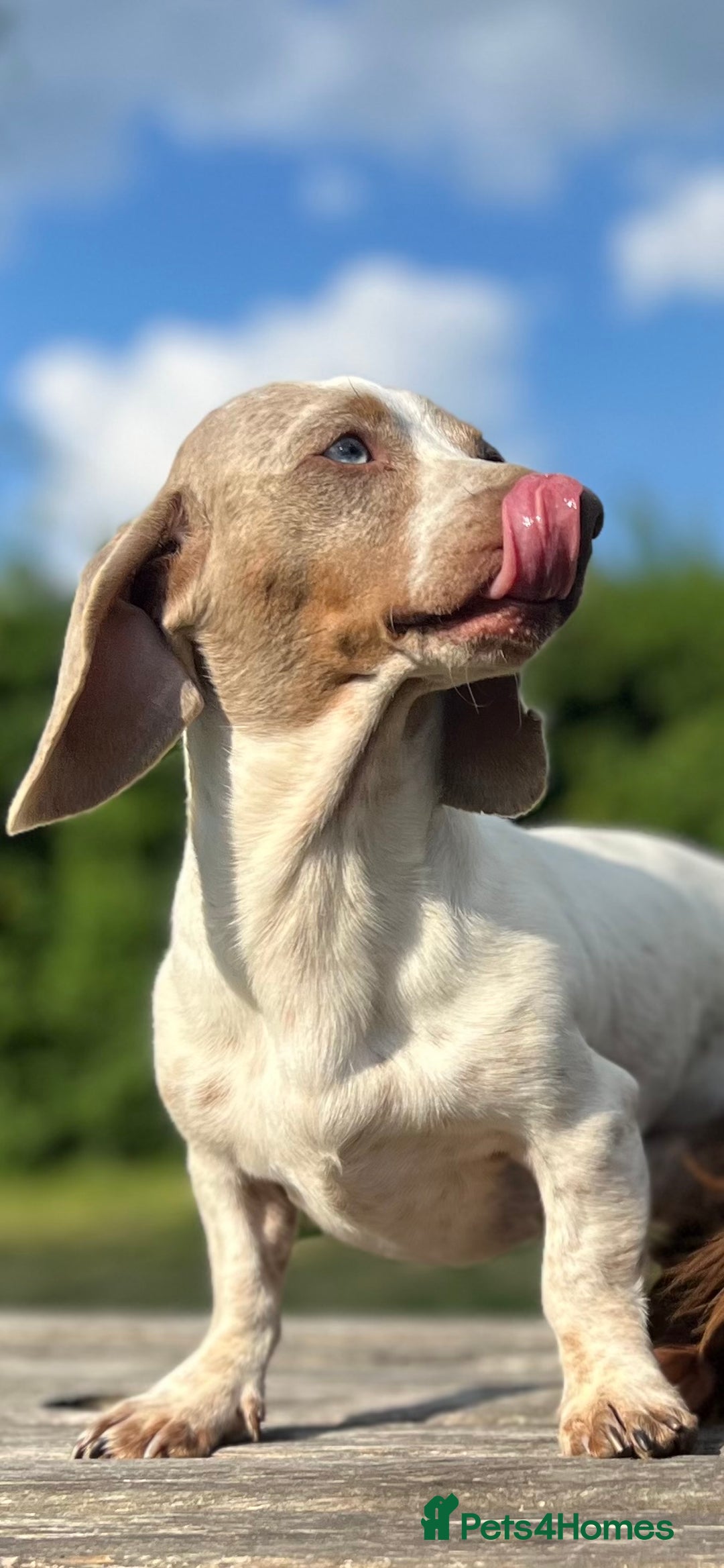 Miniature Dachshund dogs for stud: Long & Short Haired Studs – Mobile Available in Oldham - Advert 7