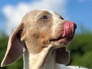 Miniature Dachshund dogs in Oldham - Advert 1