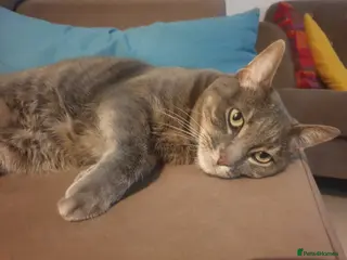 Domestic Shorthair cats Affectionate indoor cat seeks loving home - Advert 1