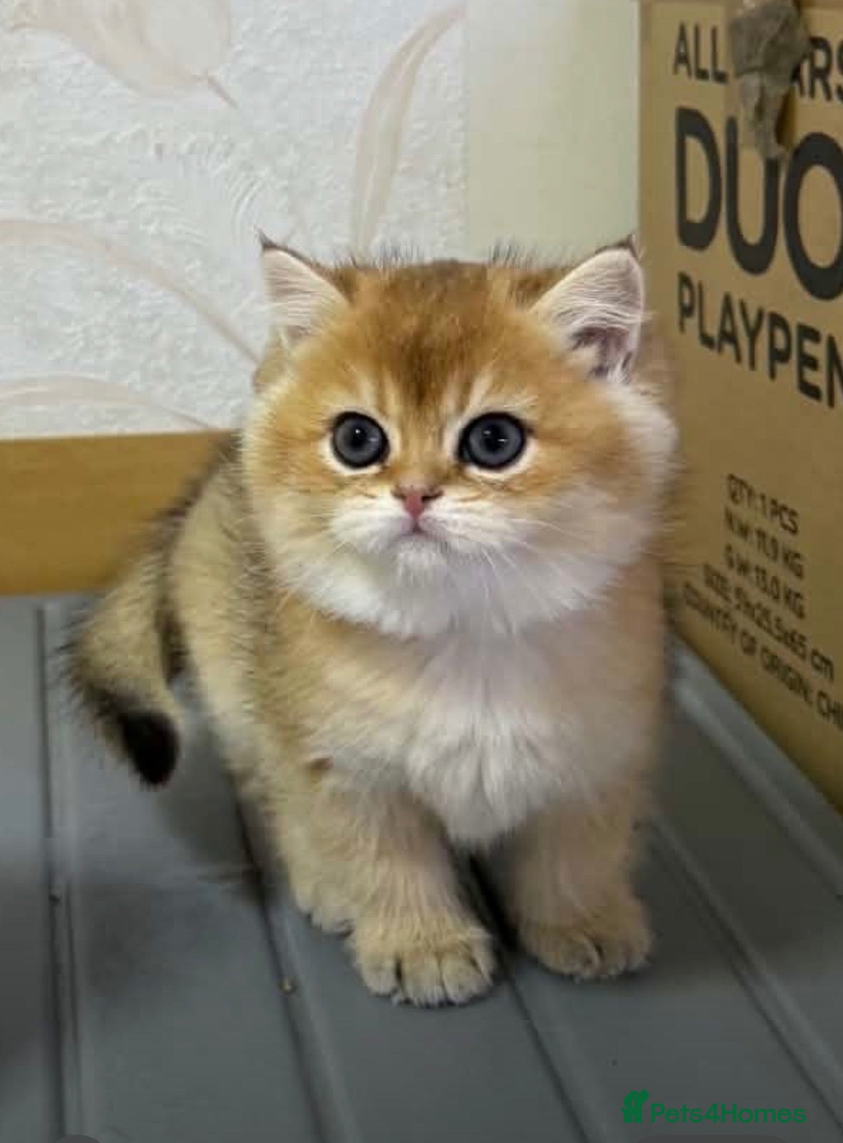 British Shorthair cats for sale: 🌟PREMIUM GOLDEN BRITISH SHORT/LONGHAIRS 🌟 - Advert 2