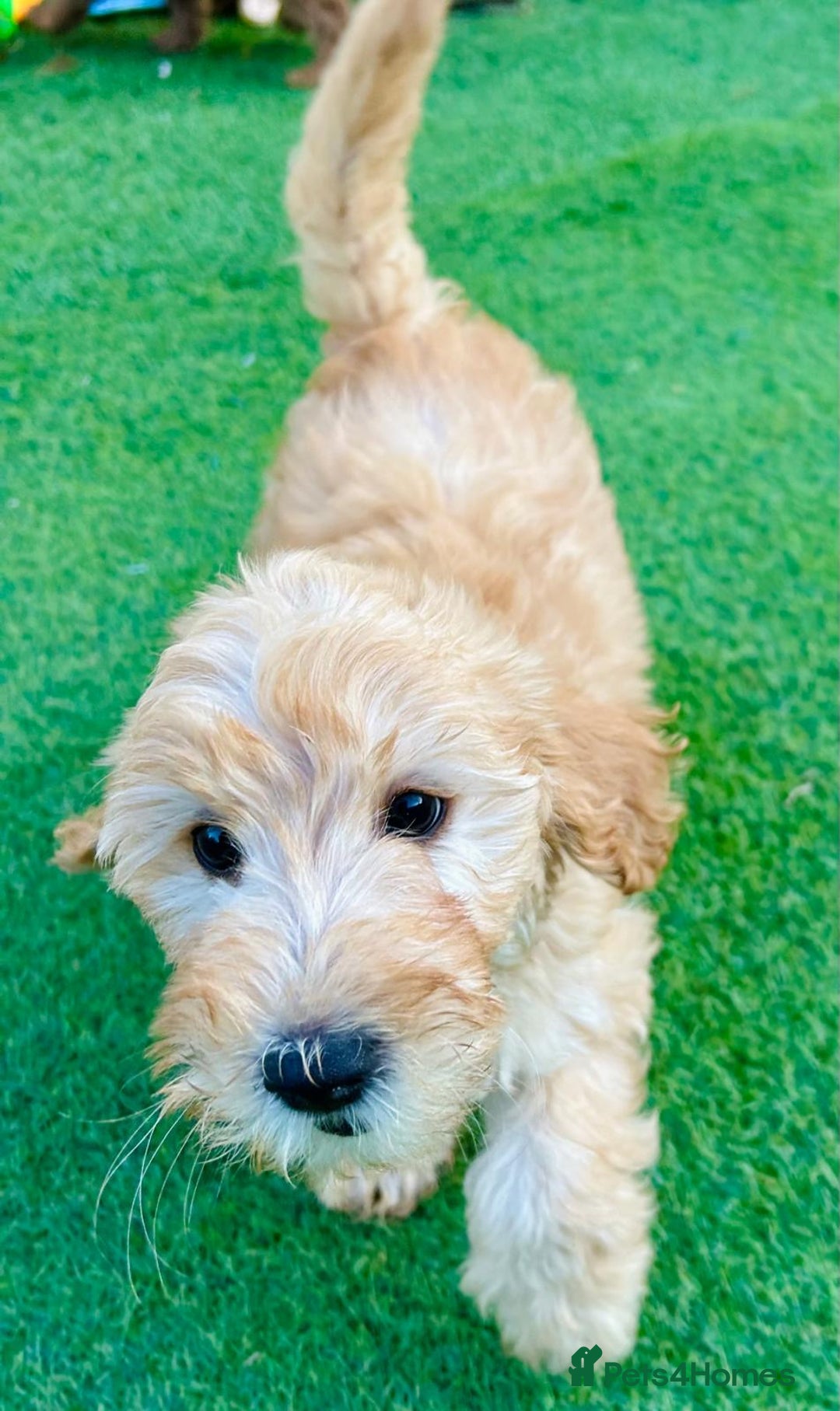 Labradoodle dogs for sale:  Adorable 🥰 Miniature Labradoodle Puppies F2B  - Image 3