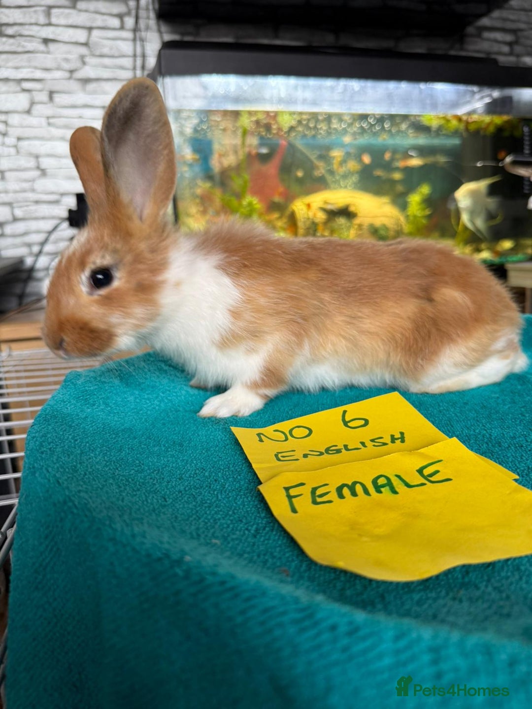 English rabbits for sale: Rabbits for sale , various sexes avaliable  - Image 13