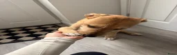 Mixed Breed dogs for sale: Wheaton bullgreyhound  - Advert 2