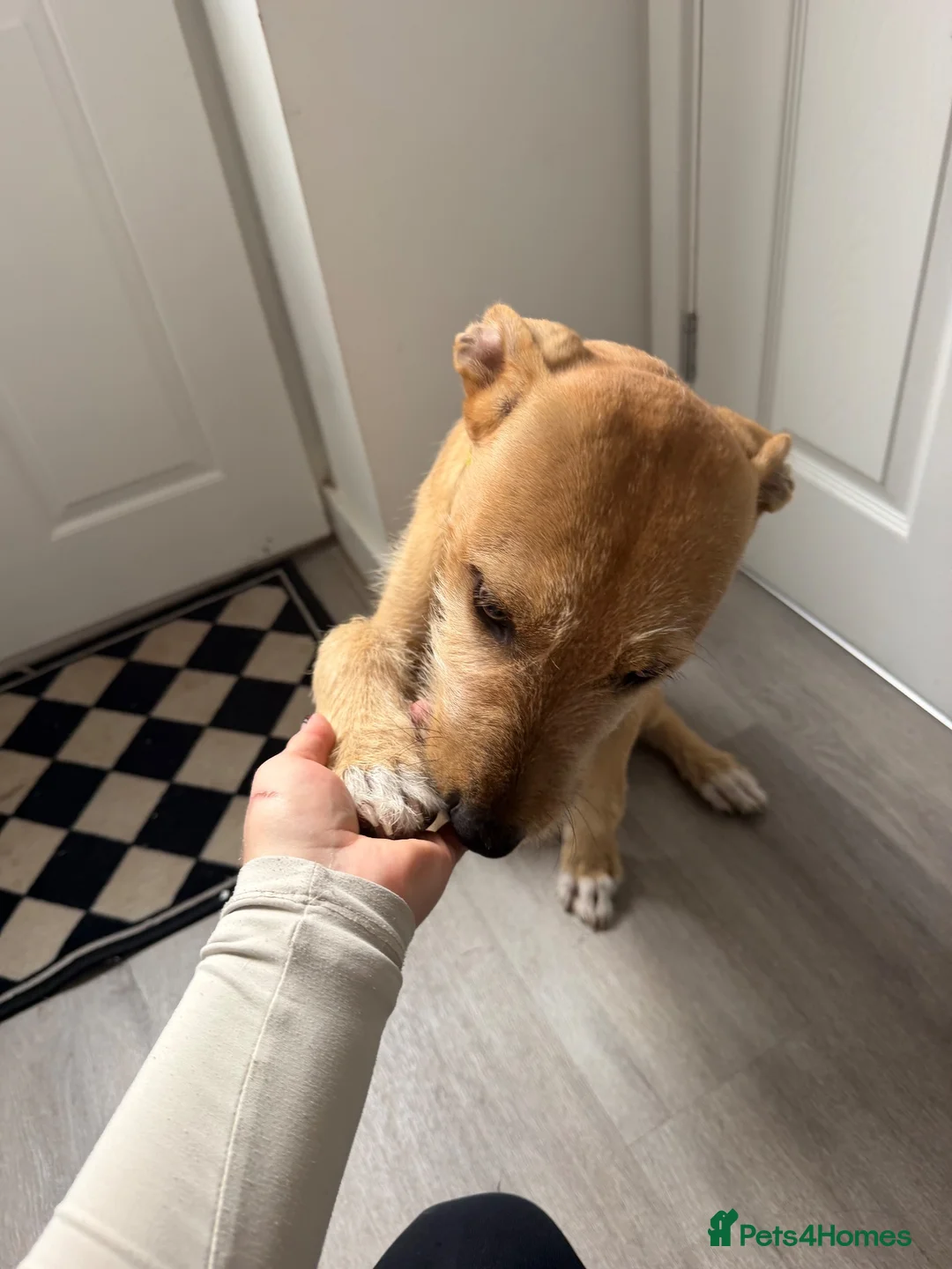 Mixed Breed dogs for sale: Wheaton bullgreyhound  - Advert 2