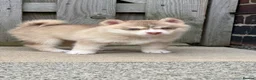 Pomsky dogs for sale: F4 Pomsky Puppies  - Advert 16