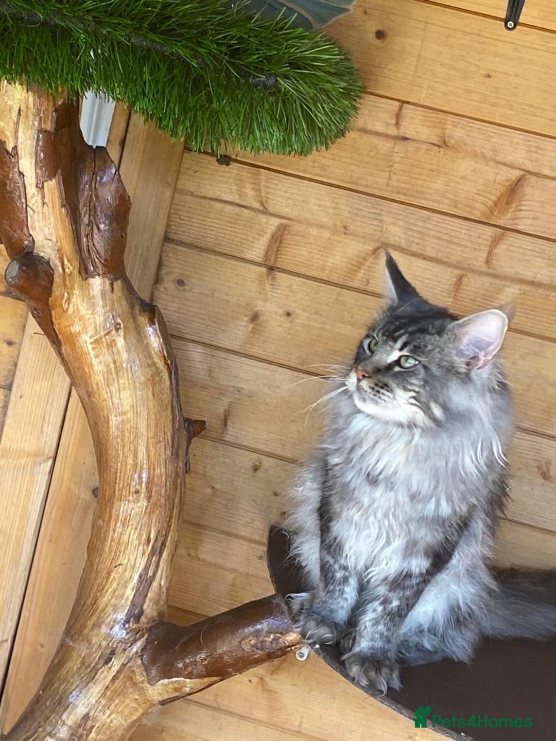 Maine Coon cats for stud: Active Tica duel Gccf Maine Coons in Grantham - Image 11