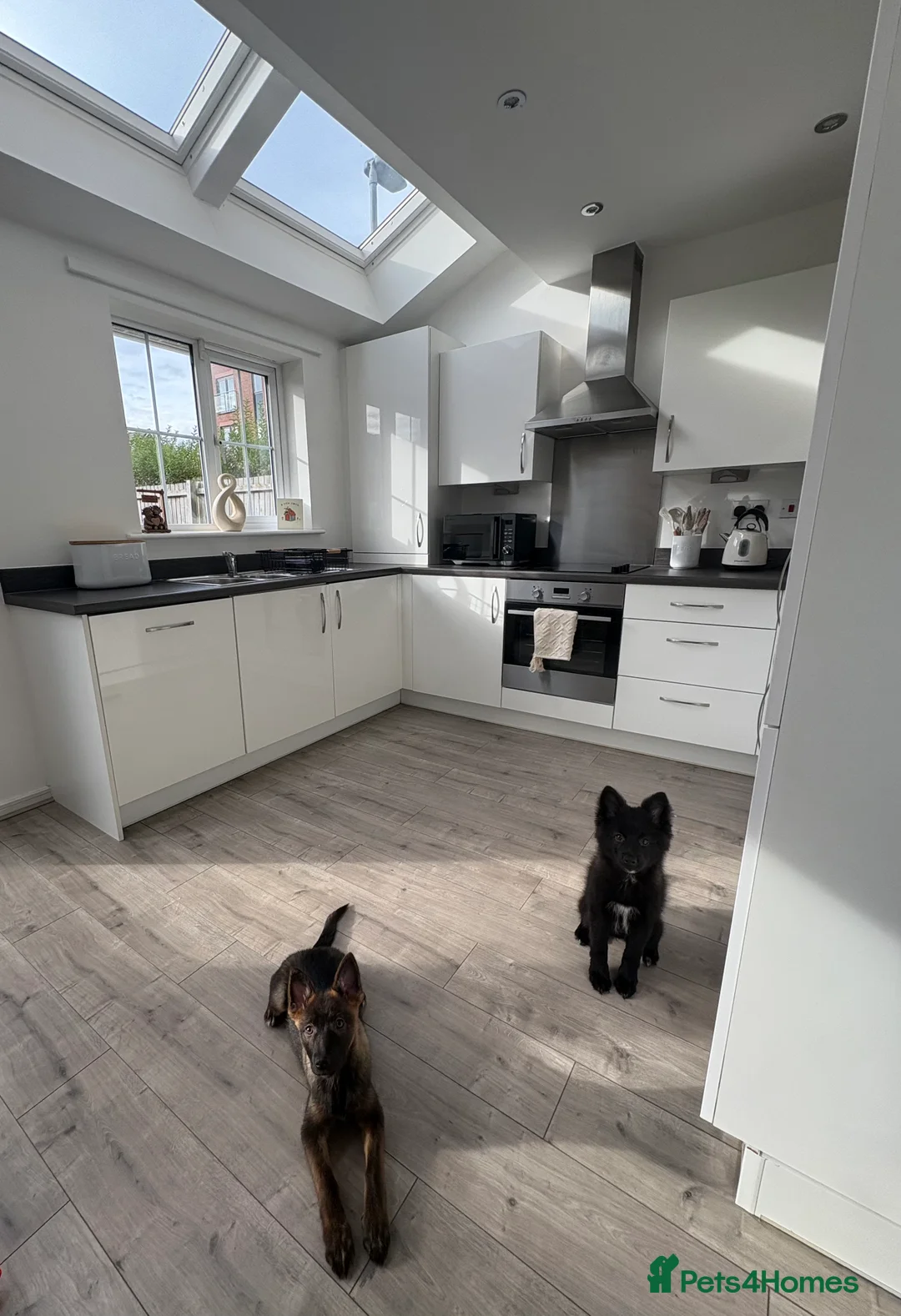 Mixed Breed dogs for sale: Pomsky x German shepherd (BOTH FOR SALE) - Advert 6