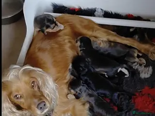 Cocker Spaniel dogs Stunning Black Spaniels - Advert 3