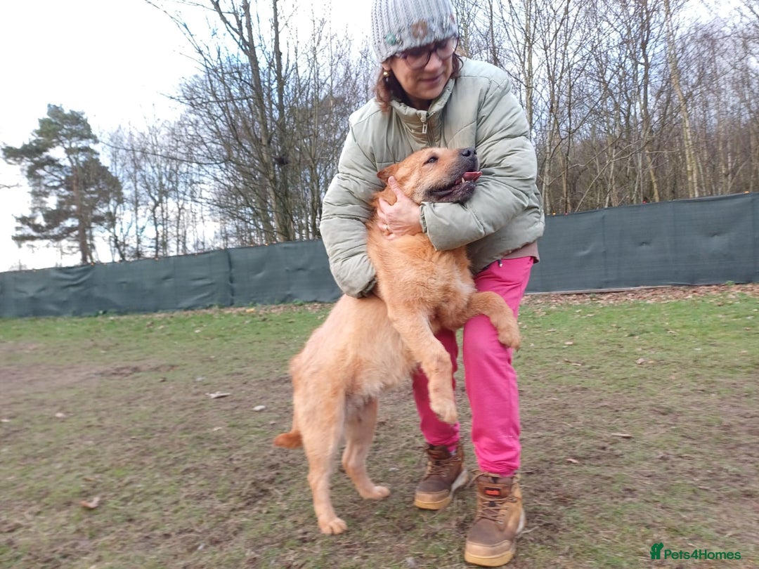 Mixed Breed dogs for adoption: 🐾 Meet IZZY 🐾 💛 A loyal heart & love to give 💛 - Advert 8