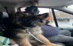 German Shepherd dogs for sale: Long haired German Shepherd puppies - Image 18