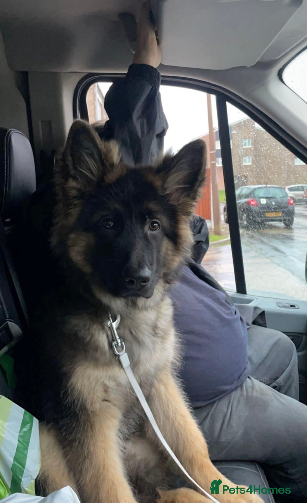 German Shepherd dogs for sale: Long haired German Shepherd puppies - Image 18