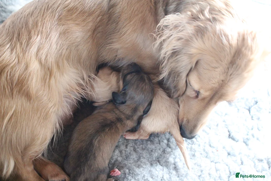 Miniature Dachshund dogs for sale: 🌟 Cream & Shaded Cream PRA Clear KC reg Apr 26 🌟 - Advert 3