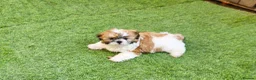 Mixed Breed dogs for sale: Shih tzu girl in Leeds - Advert 2