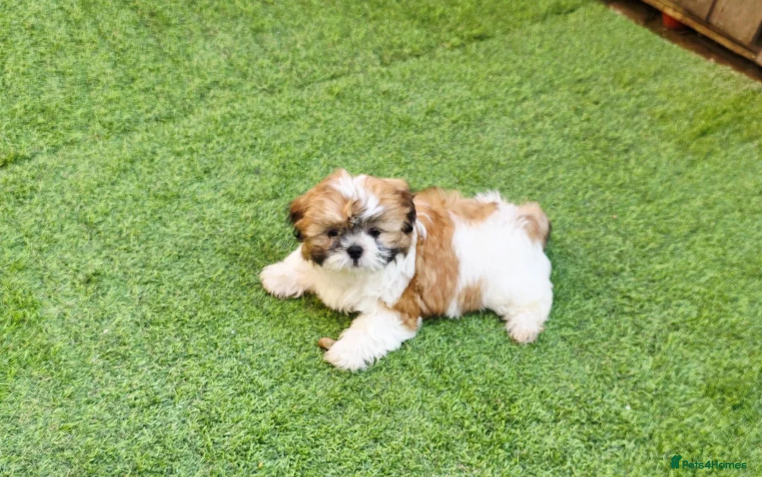 Mixed Breed dogs for sale: Shih tzu girl in Leeds - Advert 2