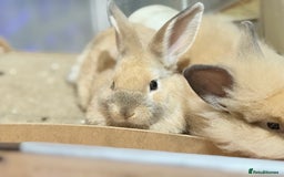 Lionhead rabbits for sale: Double Mane (f)&No Mane(m) Lionhead £50 & £2 - Image 26